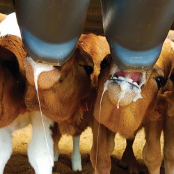 Milk Bar - Easy for you, healthy for them