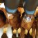 Milk Bar - Easy for you, healthy for them