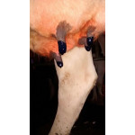 Maxi Dry Cow Teat Seal