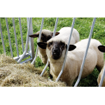 Patura vierkante hooiruif voor schapen 