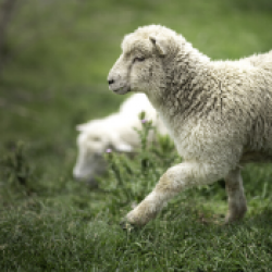 Geiten en schapen
