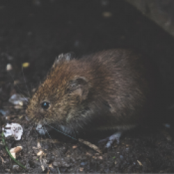 Muizen en ratten